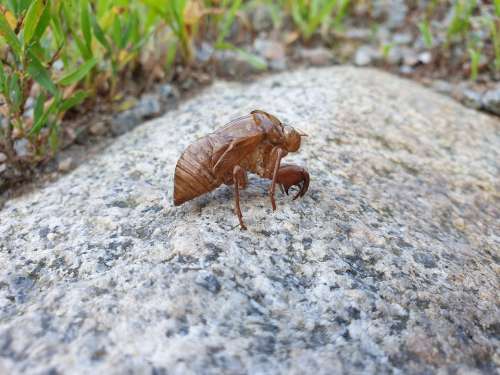 Cicada Knock Nature Insects Garden Outdoor