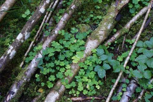 Clover Birch Trunk Green Nature