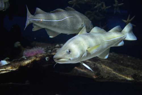 Cod Barb Fish Swim Water Seabed Sea Creature