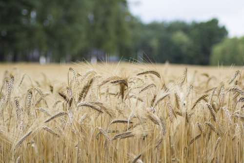 Corn Field Nature Landscape Village Plant