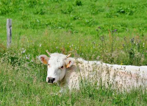 Cow Mammal White Meadow Nature Grassland Horns