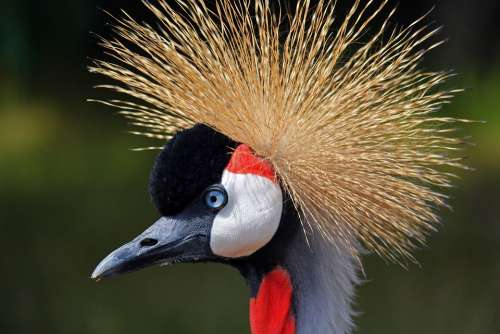 Crane Zoo Bird Animal Animal World