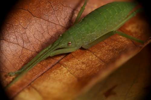 Cricket Insect Grasshopper Nature Green