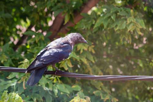 Crow Bird Animal Black Depression Wildlife Tree