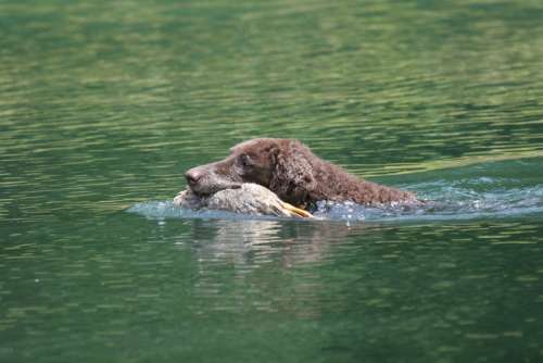 Curly Coated Retriever Hunting Dog Outdoors