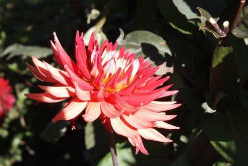 Dahlia Flower Red