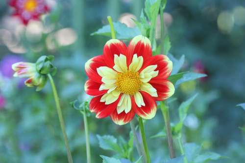 Dahlia Red Yellow Colorful Bloom Blossom Garden