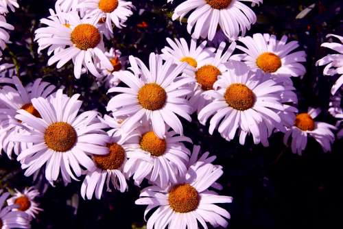 Daisies Flowers Spring Bloom Nature White Summer