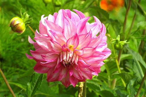 Dalia Georgia Pink Perennial Flower Varicoloured