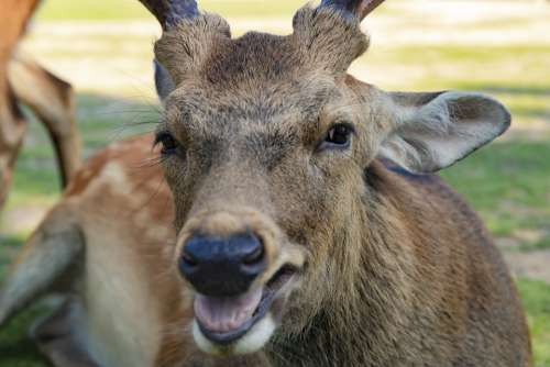 Deer Animal Nara Nature Mammal Wildlife Stag
