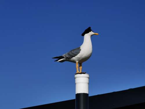 Denmark Gull Port Motifs Vacations Baltic Sea