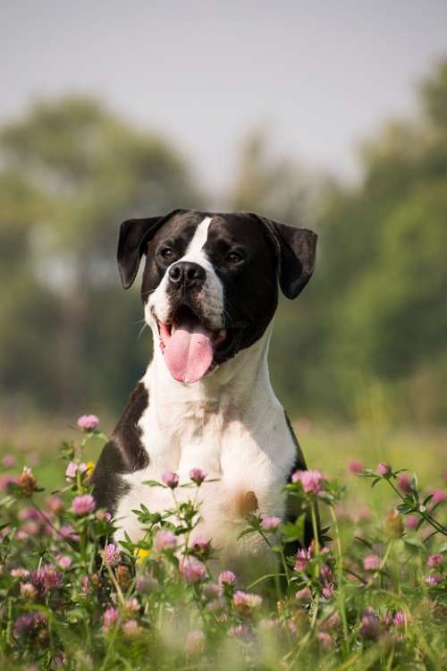 Dog Tongue Animal Flowers