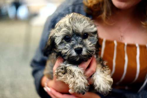 Dog Puppy Shih Poo Young Animal Cute