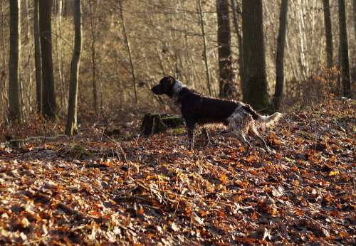Dog Kleiner Münsterländer Forest Hunting Dog Pet