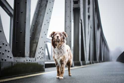 Dog Bridge Architecture Quadruped Pet Animal