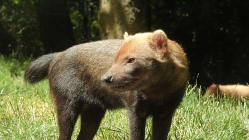 Dog Jungle The Tiny Beast Canidae Wild Dog