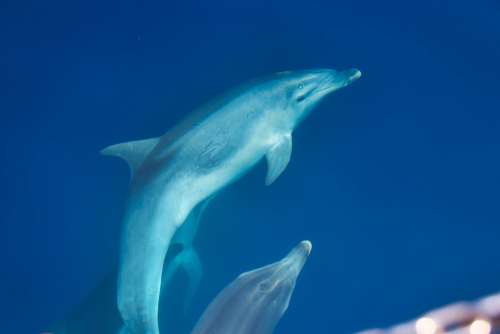 Dolphins Croatia Sea Ship Water Surface Krk