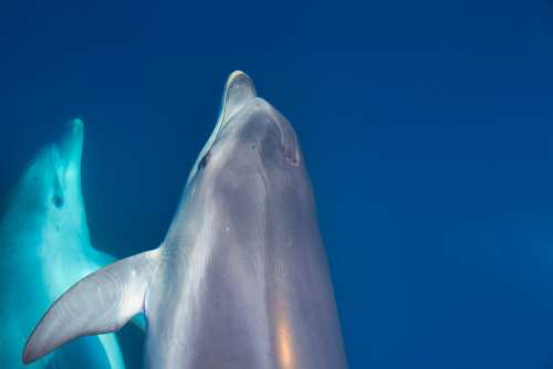 Dolphins Underwater Water Sea Swim Mammal Diving