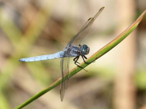 Dragonfly Orthetrum Brunneum Blue Dragonfly