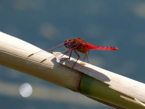 Dragonfly Red Dragonfly Erythraea Crocothemis Cane