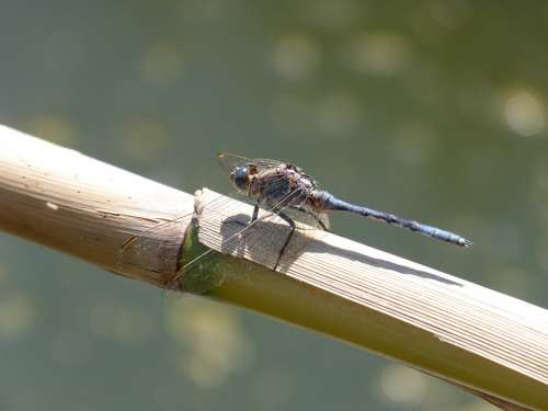 Dragonfly Blue Dragonfly Flying Insect Cane