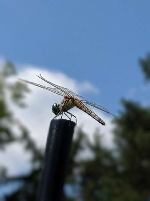 Dragonfly Insect Bug Fly Wings Summer Nature