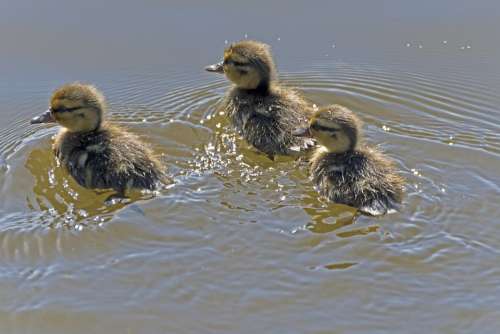 Ducklings Chicks Swim Cute Fluffy