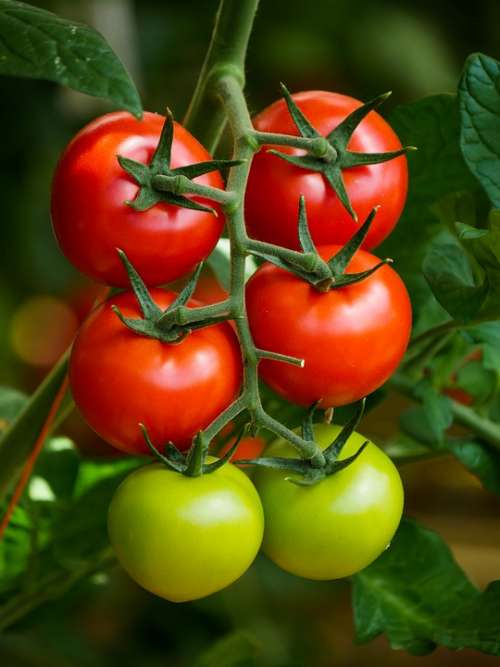 Eat Food Tomato Vegetables Garden Vitamins