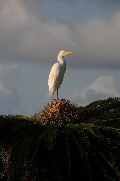 Egret Bird Sago Palm Hawaii