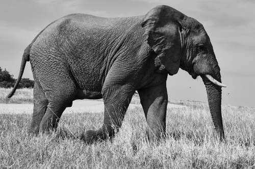 Elephant South Africa Safari Nature Animal World