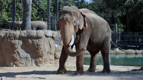 Elephant Zoo Caged Cage Animal Mammal Nature