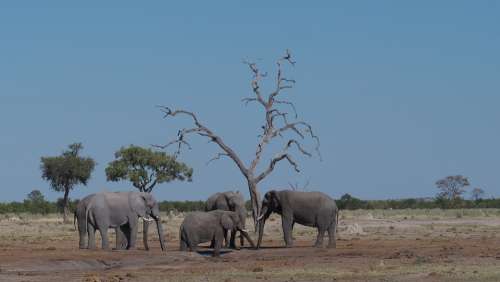 Elephant Flock Africa Safari Mammals Water Hole