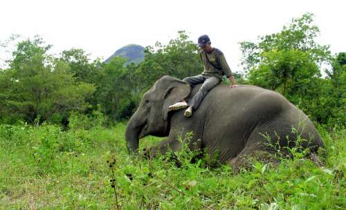 Elephant Lahat Indonesian Portrait Animals