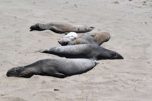 Elephant Seal Sand Beach California Animal Bay