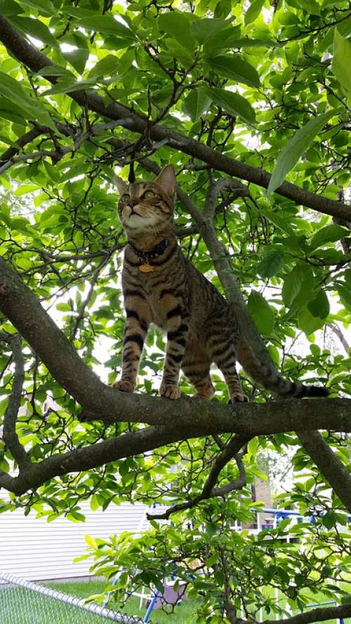 Feline Hunting Tabby American Shorthair Cat Lovers