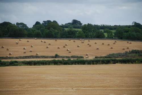 Field Bales Straw Summer Time