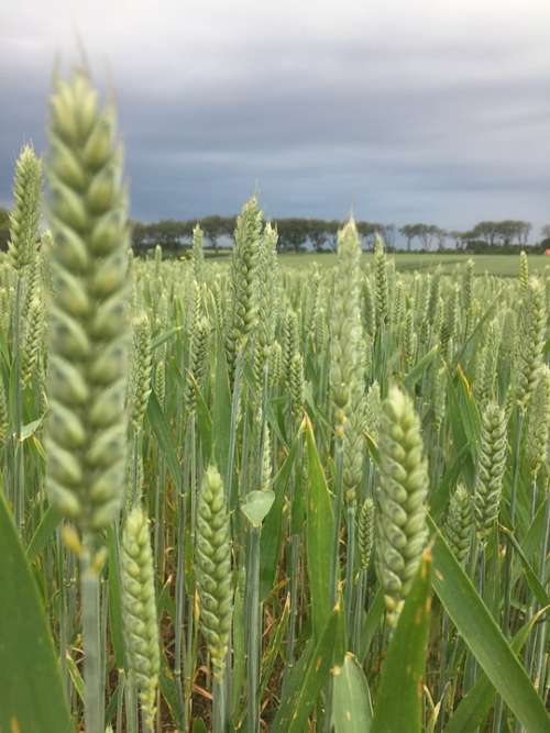 Field Corn Country Farm Harvest Agriculture Wheat