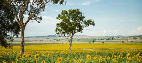 Field Nature Nobody Plant Sunflower Qld