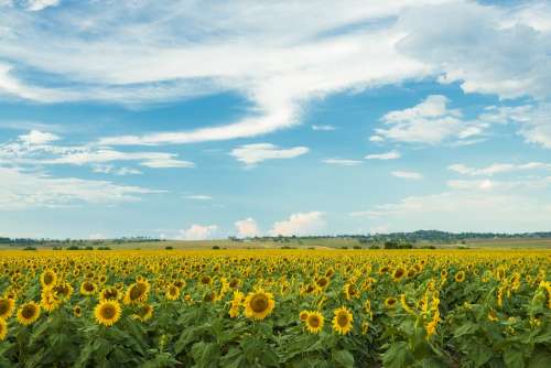 Field Nature Nobody Plant Sunflower Qld