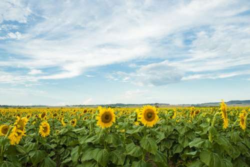 Field Nature Nobody Plant Sunflower Qld