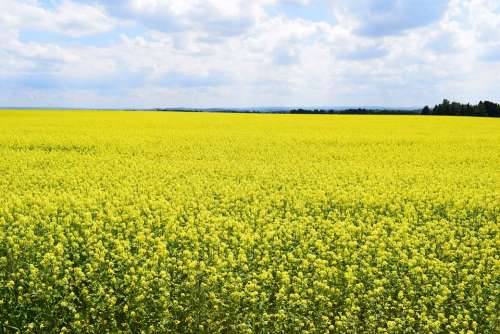 Field Of Rapeseeds Nature Summer Yellow