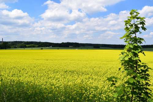 Field Of Rapeseeds Landscape Clouds Summer Nature