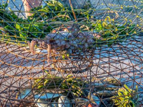 Fish Web Fishing Fishing Net Fisherman Sea