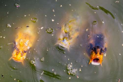 Fish Koi Colorful Carp Pond Water Swim Japanese