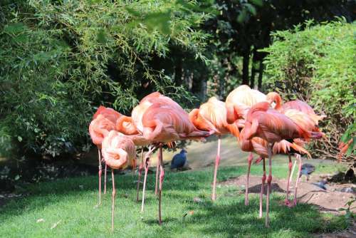 Flamingos Birds Park Pen Wader Pink Zoo