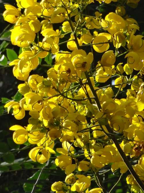 Flores Naturaleza Amarillo Natural