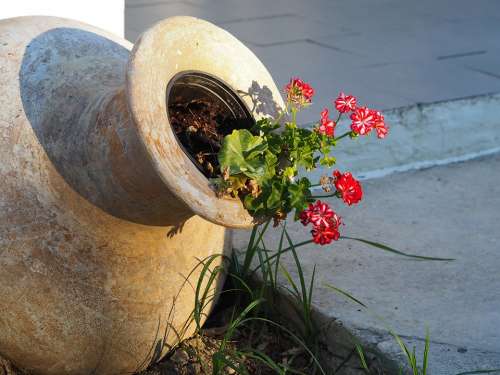 Flower Amphora Greece Garden Design Nature Vase