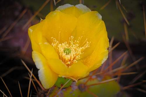Flower Cactus Thorns Desert Flora Yellow