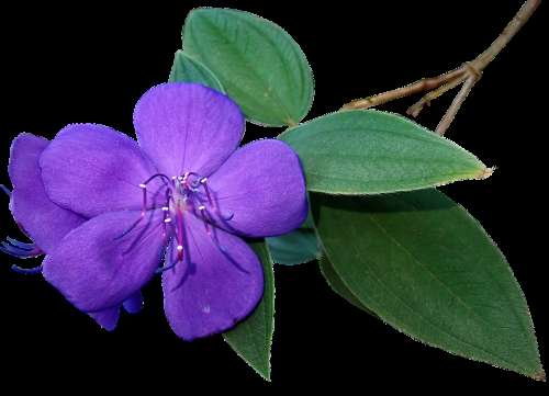 Flower Purple Stem Cut Out Isolated Garden Nature