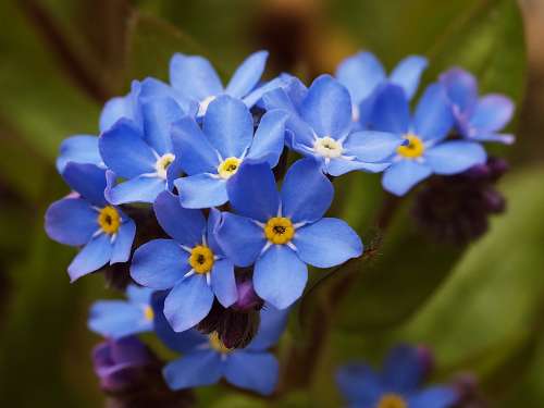 Flower Spring Forget Me Not Blue Purple Flowers